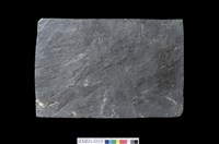 藏品(板岩)的圖片